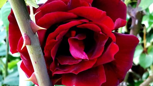 Close-up of red rose