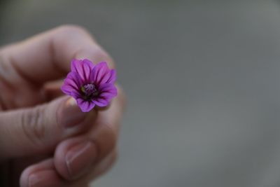 Close-up of cropped hand holding flower