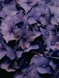 High angle view of purple hydrangea plant