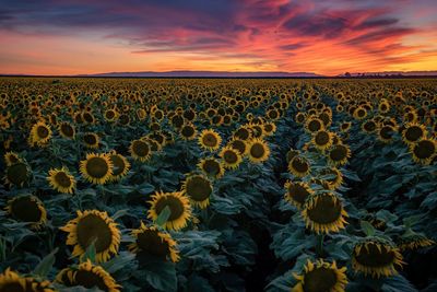 Scenic view of sunflower field against sky during sunset