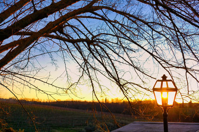 Bare trees on field against sky during sunset