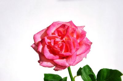 Close-up of pink rose against white background