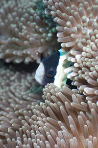 Close-up of coral in sea