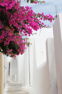 Pink flowering plants against building