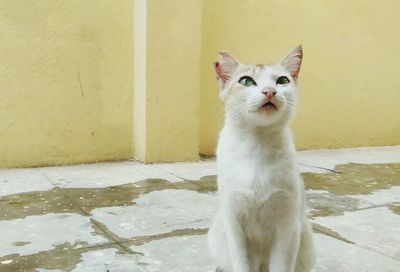 Portrait of white cat