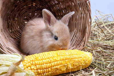 Close-up of a rabbit in basket