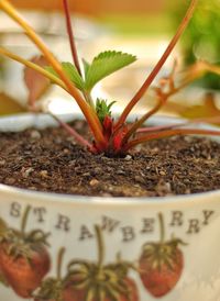 Close-up of potted plant with text