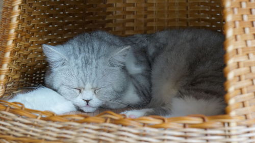 Cat sleeping in basket
