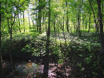 Trees in forest