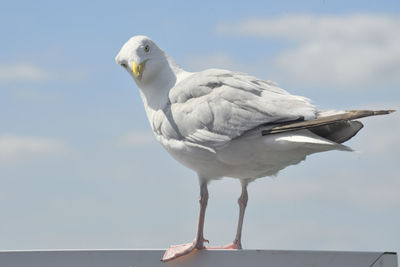 Seagull perching on railing against sea