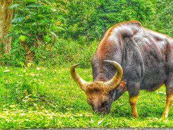 Horse grazing on field