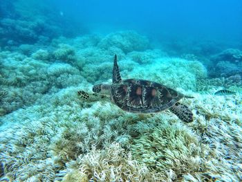 Green turtle on great barrier reef 