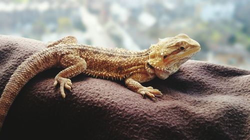 Close-up of lizard