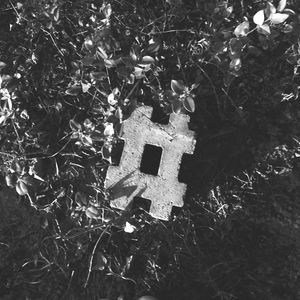 Low angle view of plants