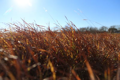 Close-up of grass on field against sky