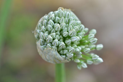 Close-up onion flower