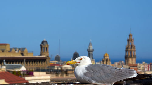 View of seagull against buildings in city