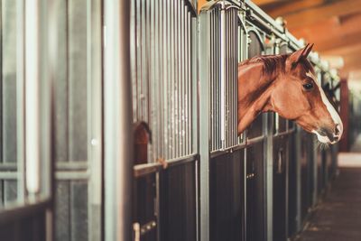 Close-up of a horse in cage