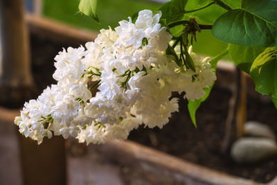 Close-up of white cherry blossom