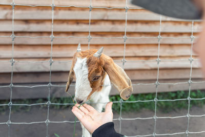 View of horse on fence