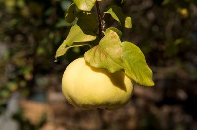 Close-up of lemon growing on plant