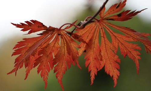 Close-up of red maple leaves