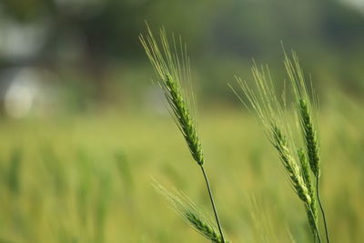 Close-up of wheat growing on field