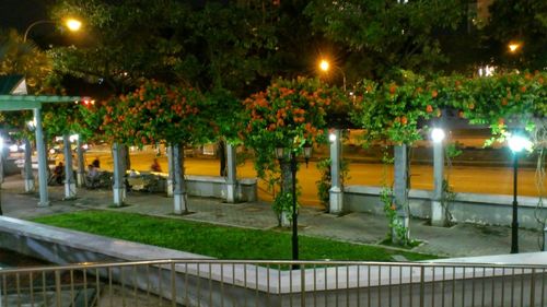 Illuminated trees at night