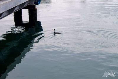 High angle view of duck swimming in lake