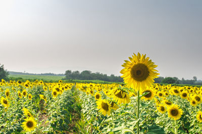 Sunflowers in field