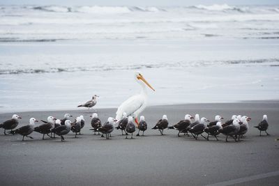 Flock of birds perching on beach against sky