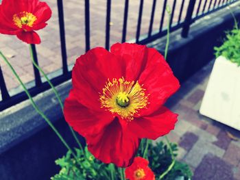 Close-up of red flower