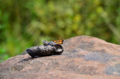 Butterfly gettn meal from animal poo 