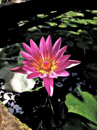 Close-up of lotus water lily in pond