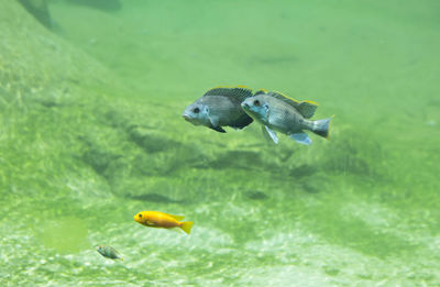 High angle view of fish swimming in sea