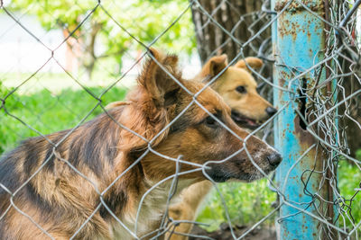 Close-up of a dog