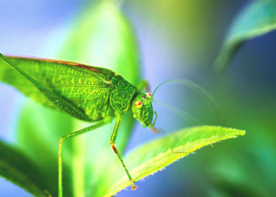 Close-up of butterfly on leaf