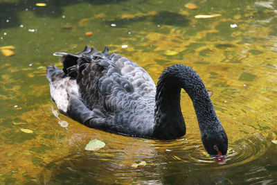 Black swan swimming in lake