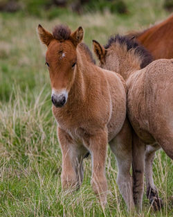 A pair of young icelandic horses foals enjoy the brief icelandic summer
