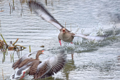 A angry graylag goose is attacking another gosse during breeding time