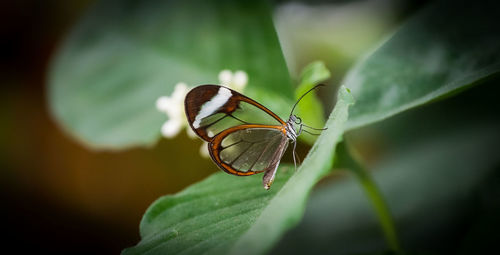 Close-up of butterfly on plant