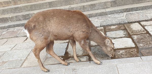 High angle view of animal on footpath