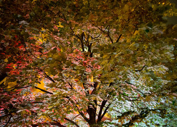 Close-up of autumn tree by water