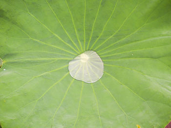 Full frame shot of lotus leaf