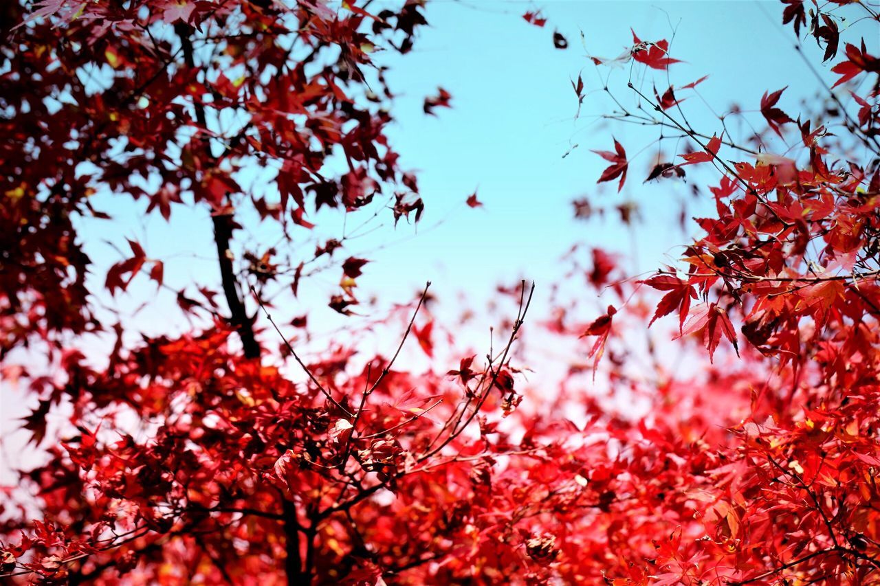 red, nature, beauty in nature, growth, tree, sky, no people, outdoors, backgrounds, close-up, low angle view, freshness, branch, day, fragility, maple leaf