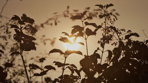 Close-up of flowers against sunset sky