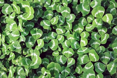 Full frame shot of leaves