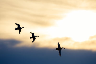 Low angle view of silhouette birds flying against sky