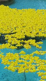 Close-up of yellow flowers blooming outdoors