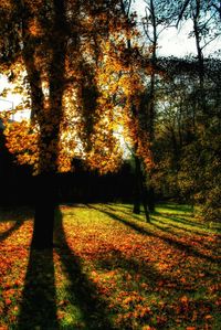 Trees in field